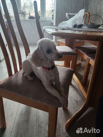 Вязка собак