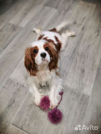 Замечательные малышки Кавалер кинг чарльз спаниель