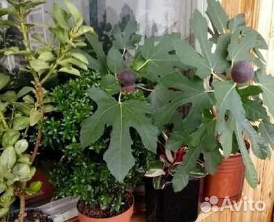 Инжир комнатный карликовый мегаурожайный