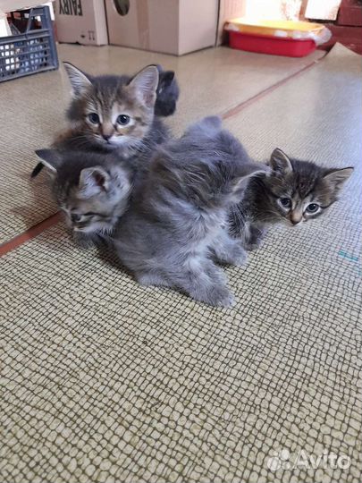 Котятки от сибирской кошки