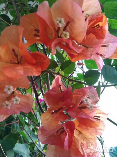 Бугенвиллии, красиво цветущие комнатные растения