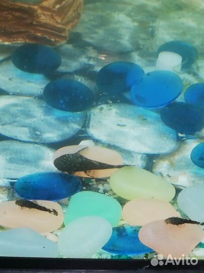 Аквариумные рыбки сомики и гуппи