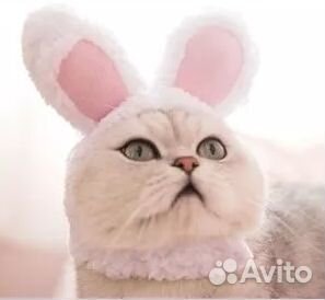 Шапка для кошек; для собак мелких и средних пород