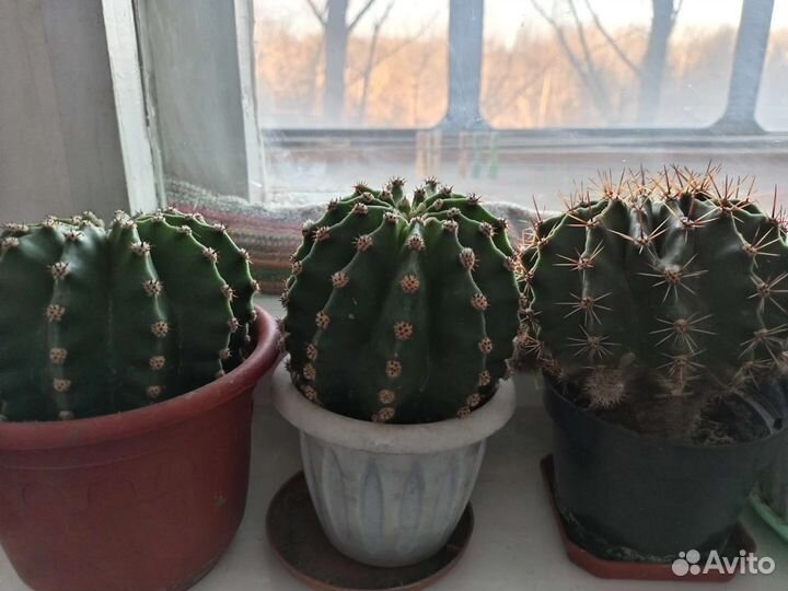 Денежное дерево, кактусы эхинопсис, лимон