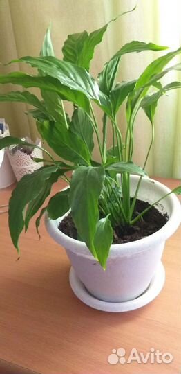 Комнатные цветы