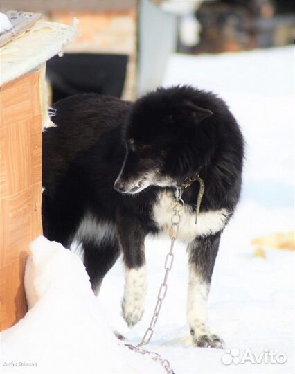 Отдам в добрые руки