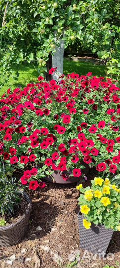 Петуния тайдал, ред и черри