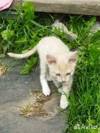 Кошечка в добрые руки