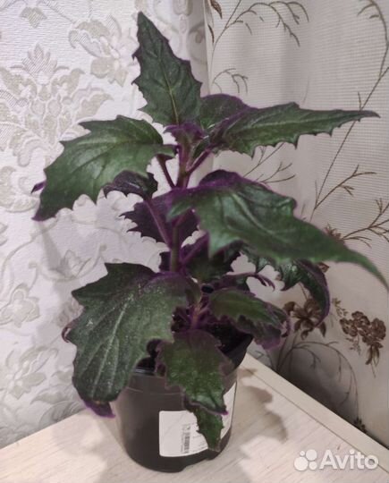 Гинура, взрослое растение