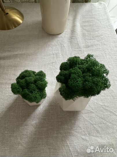 Стабилизированный мох в кашпо