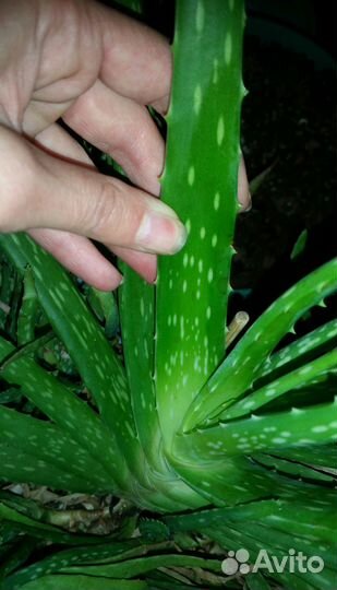 Лечебное алоэ вера, 5 лет, 4, 3 года, листья