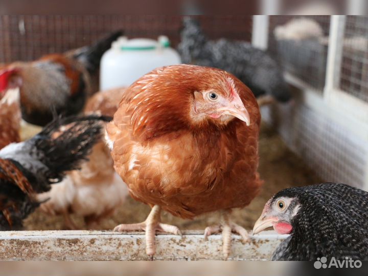 Куры несушки