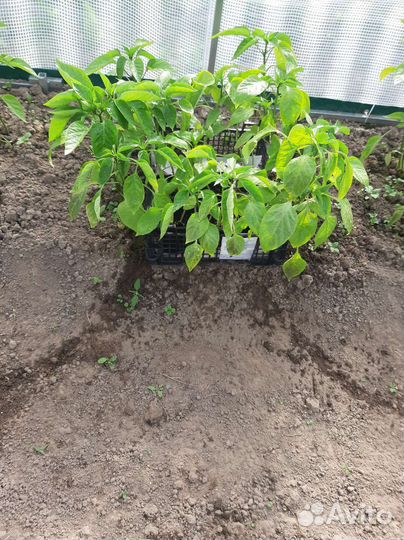 Рассада сладкого перца