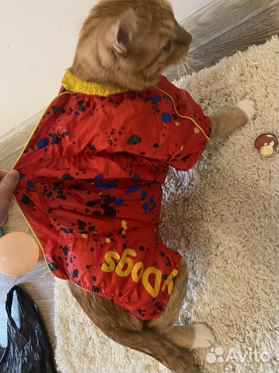 Одежда для собак