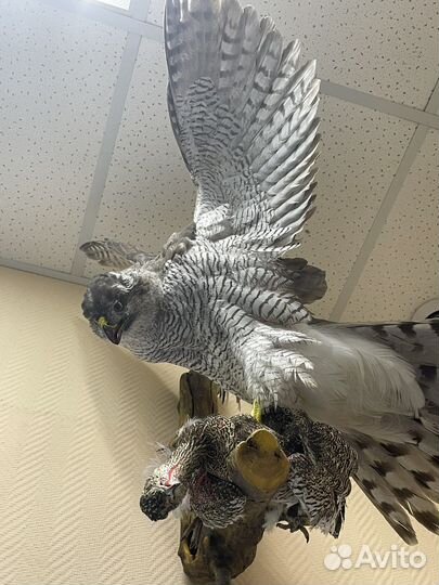 Чучело птицы