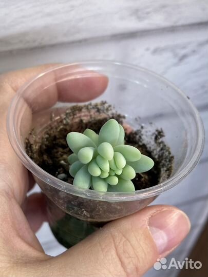 Суккуленты