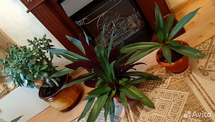 Рэо - цветок комнатный