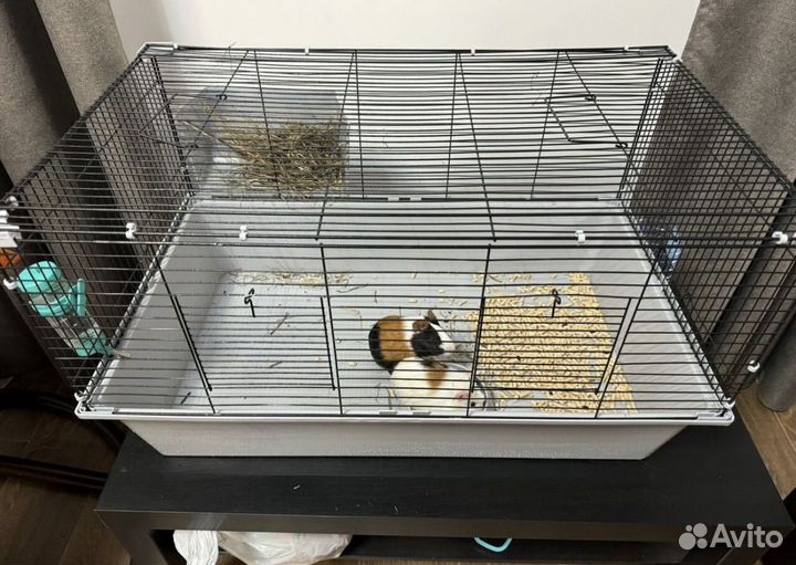 Морская свинка