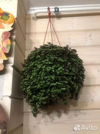 Комнатные цветы