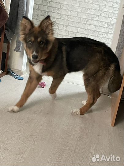 Собака в добрые руки