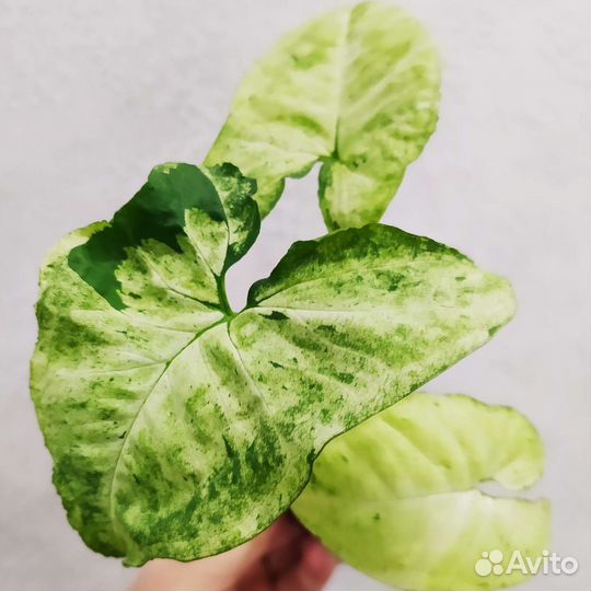 Сингониумы