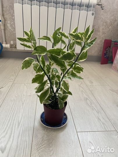 Педилантус