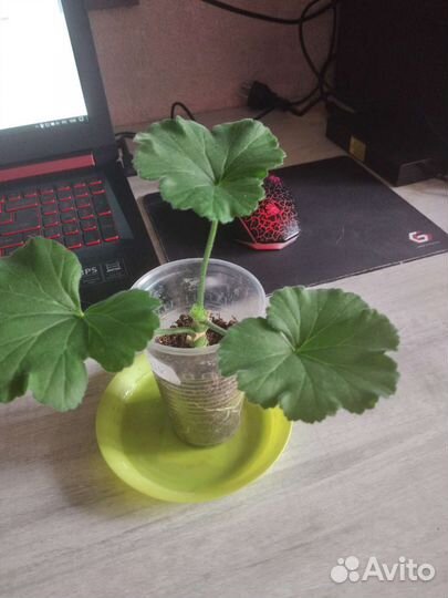 Пеларгония герань