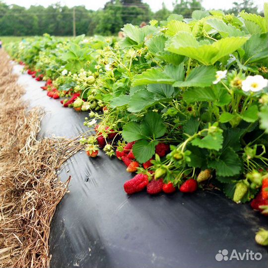 Плёнка для клубники агро-L Усиленная