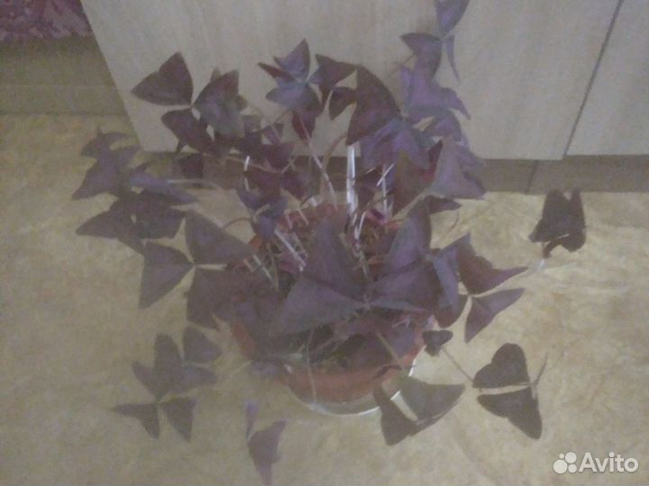 Кислица оксалис