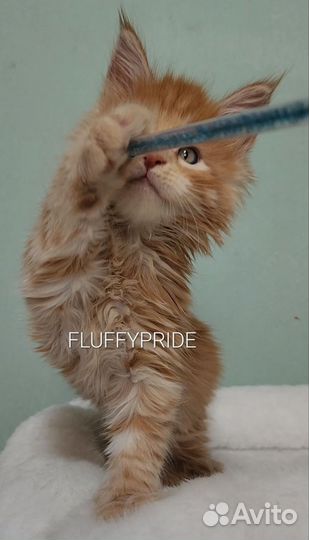 Котята мейн-кун