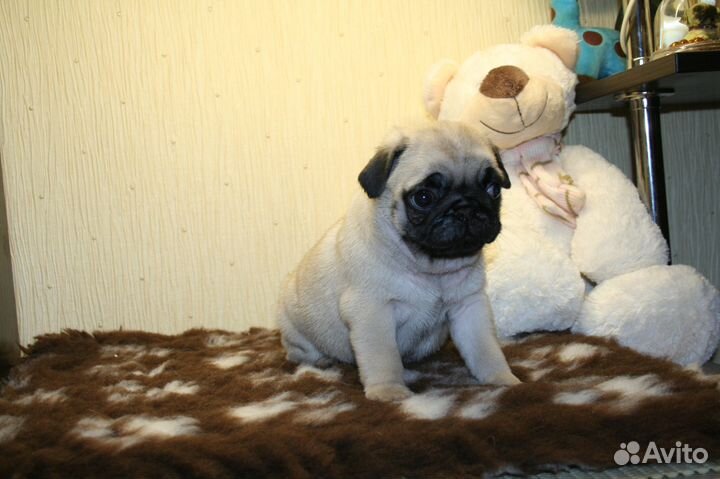 Мопсик девочка