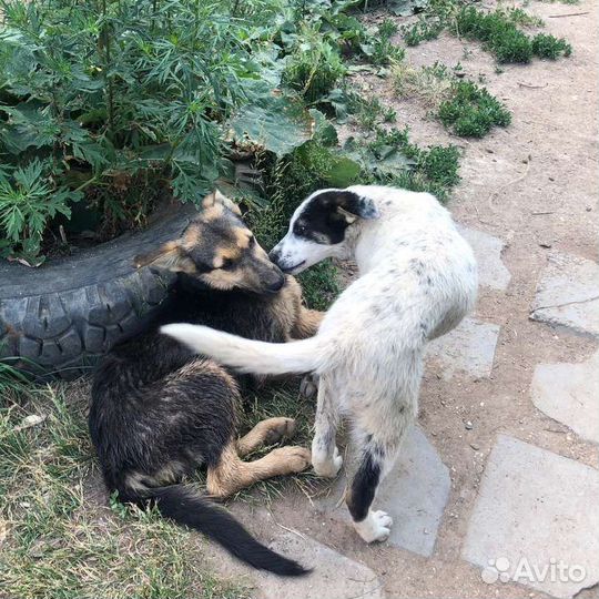 Супер щенок-подросток для охраны