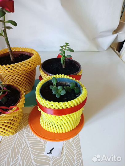 Толстянка (Денежное дерево)