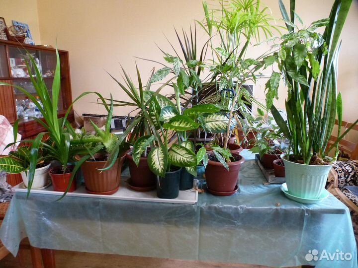 Комнатные цветы