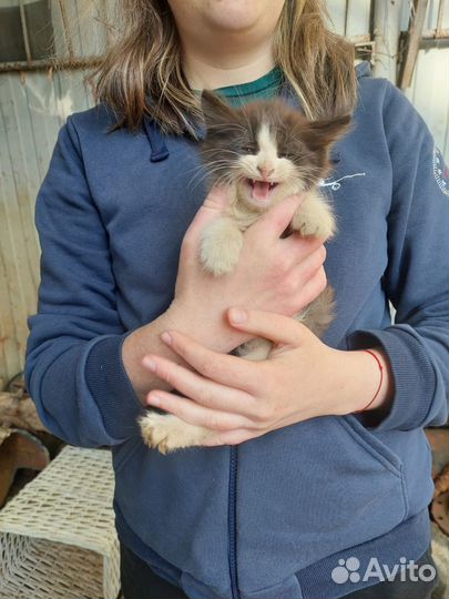 Маленькие котята в добрые руки