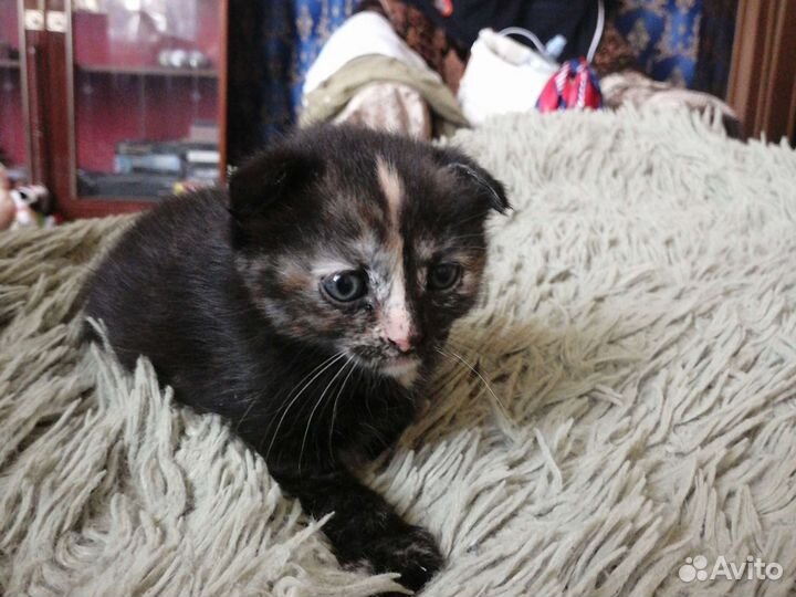 Котята вислоушки