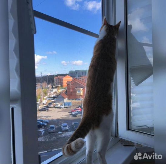 Москитная сетка Антикошка