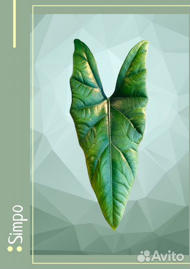 Алоказия 5 сортов