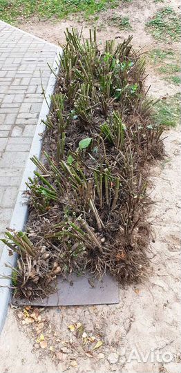 Георгины клубни