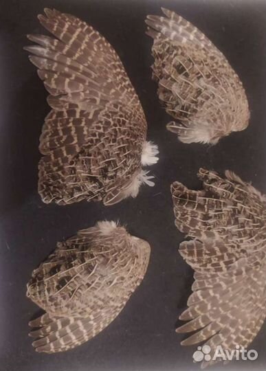 Крылья птиц,лапки,уши для натаски охотничих собак