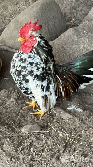 Петухи