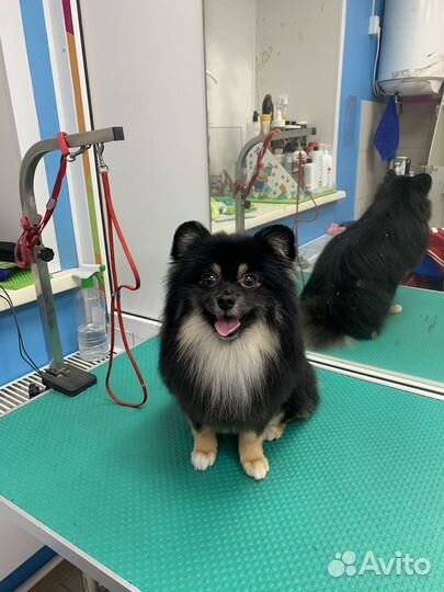 Грумер(стрижка, линька, гигиена для собак и кошек)