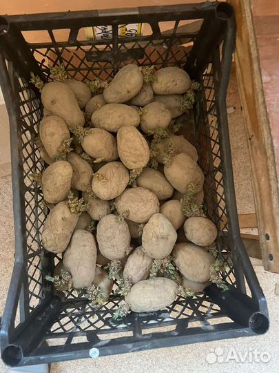 Семенной картофель