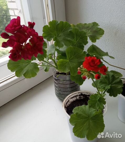 Герань цветущая украшение для балкона