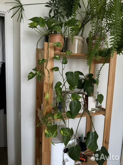 Домашнее растение сциндапсус