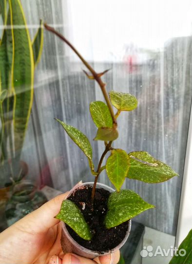 Филодендрон сингониум эпипремнум