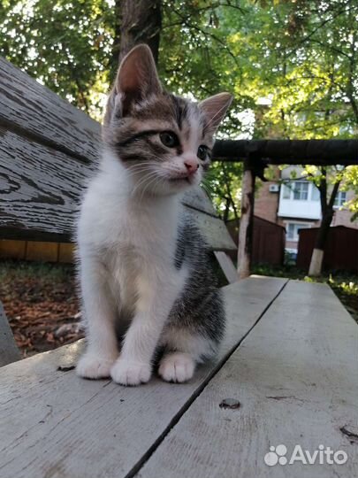 Котенок - Девочка