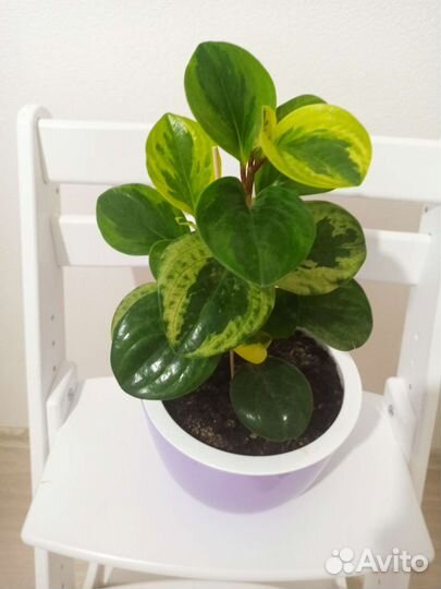 Шеффлера сингониум пеперомия сансевиерия каллизия