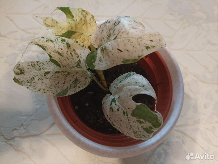 Сциндаптус варигатный