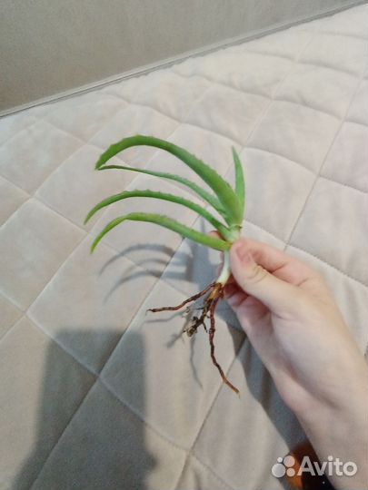 Алое, традесканция